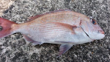 ボートでタイラバ