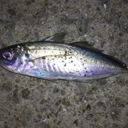 淡路島アジ調査