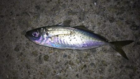 淡路島アジ調査