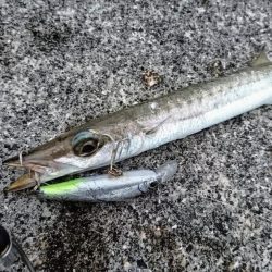 暴風でも活性の高いのはオニカマスだけ