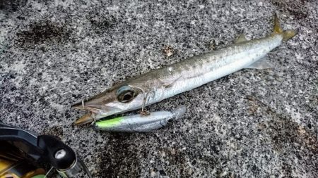 暴風でも活性の高いのはオニカマスだけ