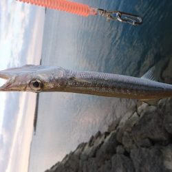 オニカマス入れ食い