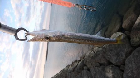 オニカマス入れ食い