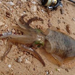 西表島アオリイカ、サーフでランガン