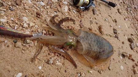 西表島アオリイカ、サーフでランガン