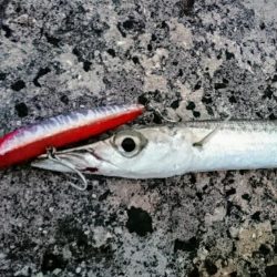 西表島、オニカマス爆釣果