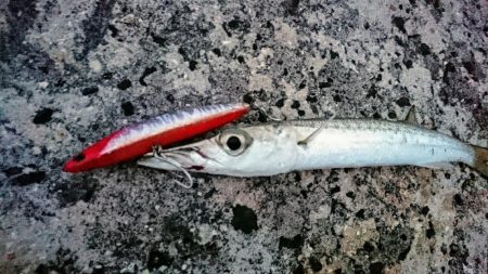 西表島、オニカマス爆釣果