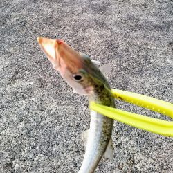 西表島 今日もオニカマス