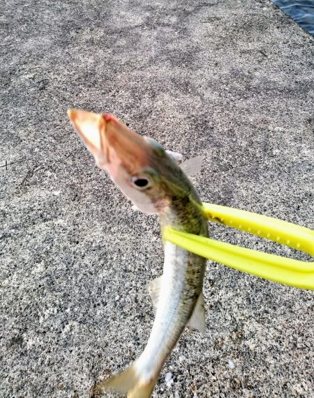 西表島 今日もオニカマス