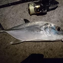 夜の港でルアーフィッシング