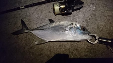 夜の港でルアーフィッシング