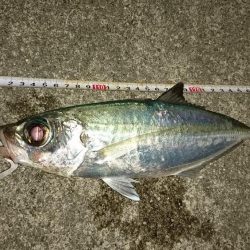 大潮に合わせてナイトフィッシング