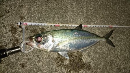 大潮に合わせてナイトフィッシング