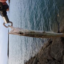 西表島 今日もオニカマス 渋いです。