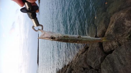 西表島 今日もオニカマス 渋いです。