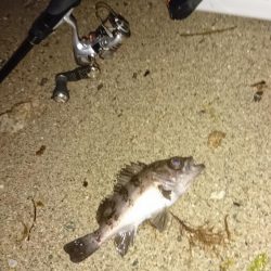 サーフメバリング