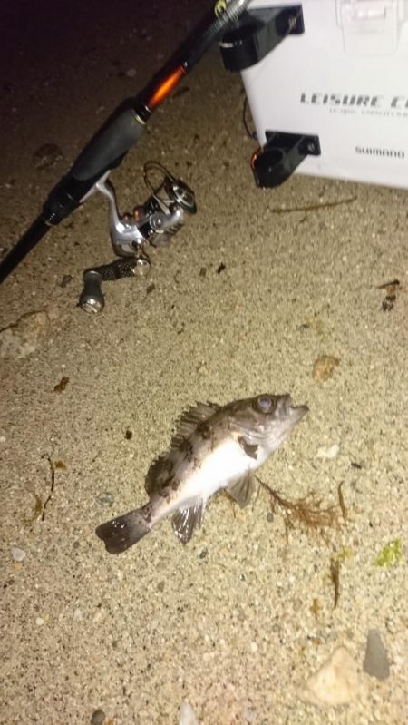 サーフメバリング