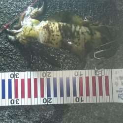 アオリイカ今週も大型狙いで行って来ました。