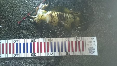 アオリイカ今週も大型狙いで行って来ました。…