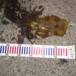 早朝の満潮からの下がりかけに！