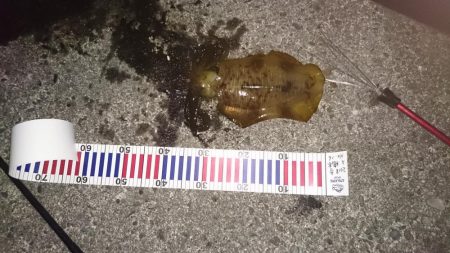 早朝の満潮からの下がりかけに！