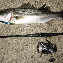 アフターシーバス