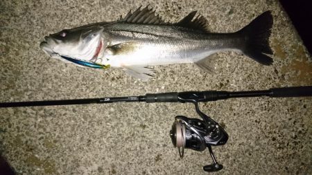 アフターシーバス