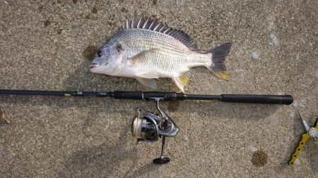 キビレデイゲーム