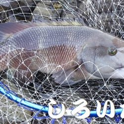 ２日間の香住釣行。