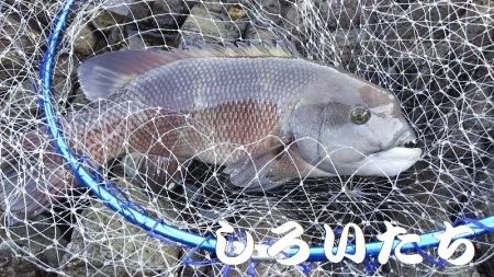 ２日間の香住釣行。