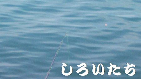 チヌ狙い。