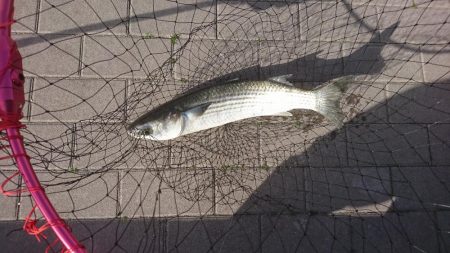 やっと釣れた…けど