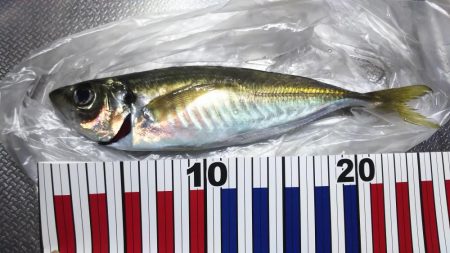 え！もう終わりなの。