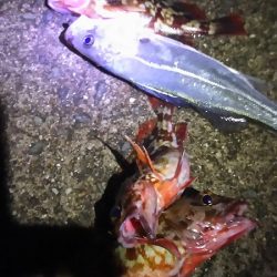 ガシラがよく釣れました。