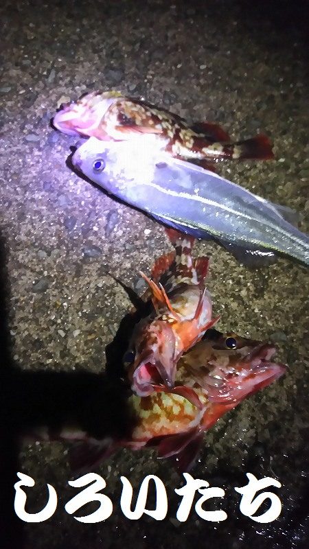 ガシラがよく釣れました。