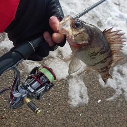 デイメバリングでメバルを釣ろう！　昼のメバリング　カンパリ投稿まとめ！