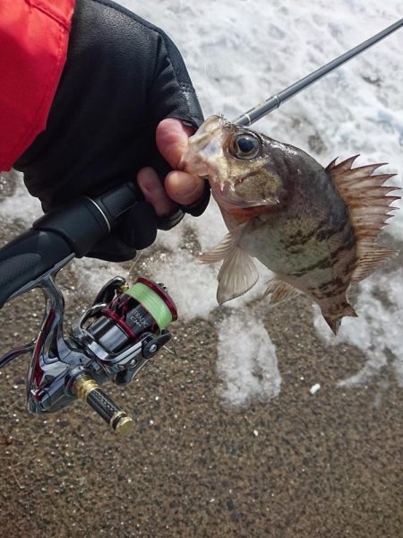 デイメバリングでメバルを釣ろう！　昼のメバリング　カンパリ投稿まとめ！