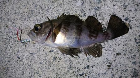 今年初のメバリング