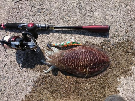 今年は遅いのか？ ハズレ年か？