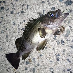 メバルを釣る！