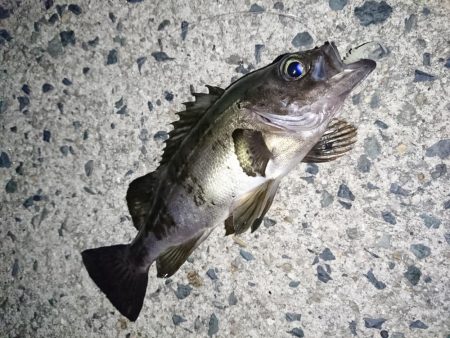 メバルを釣る！