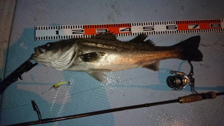 大漁！ボートシーバス