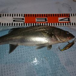 ボートシーバス