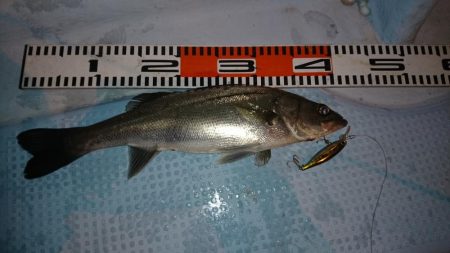 ボートシーバス