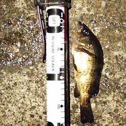 春の嵐の爪痕？