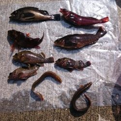 デイゲームでロックフィッシュ集合