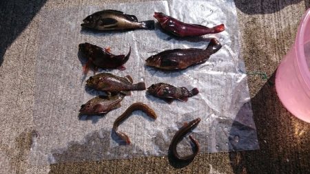 デイゲームでロックフィッシュ集合