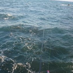 磯フカセ釣り。