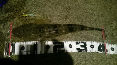 シーバス狙いが…。