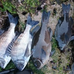 ノッコミメジナ、クロダイ